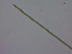 Planktothrix