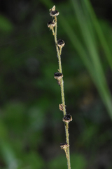 Pectiantia pentandra