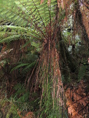 Cyathea smithii