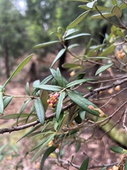 Pittosporum bicolor