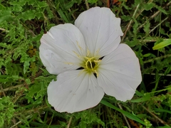 Oenothera acaulis