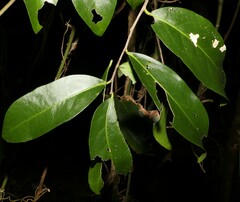 Siphonodon australis