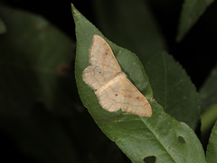 Idaea rubraria