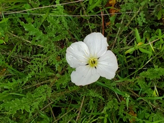 Oenothera acaulis