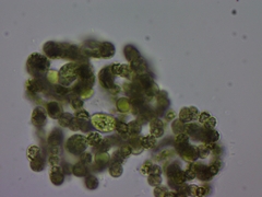 Dolichospermum