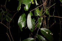 Siphonodon australis