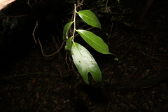 Siphonodon australis