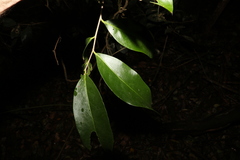 Siphonodon australis