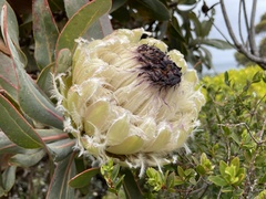 Protea magnifica