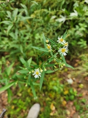 Symphyotrichum lanceolatum