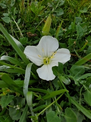 Oenothera acaulis