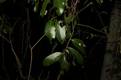 Siphonodon australis