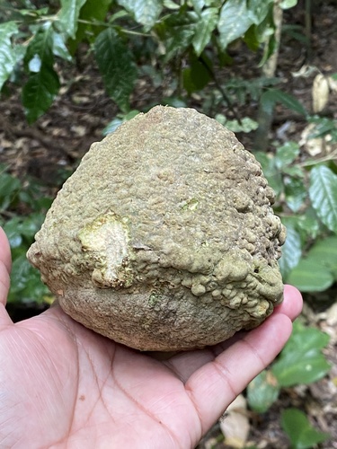 Lecythis lanceolata Poir.