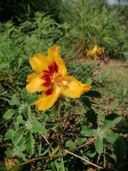 Cochlospermum wrightii