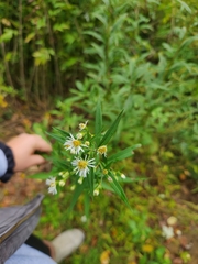 Symphyotrichum lanceolatum