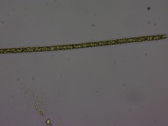 Planktothrix