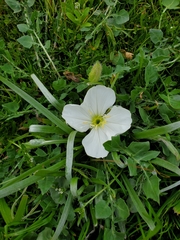 Oenothera acaulis