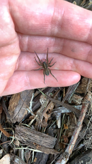 Trochosa