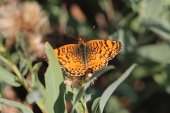 Phyciodes mylitta