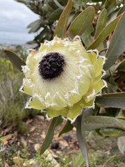 Protea magnifica