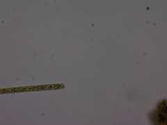 Planktothrix