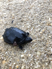 Kinosternon subrubrum subrubrum