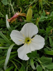 Oenothera acaulis