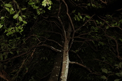 Siphonodon australis