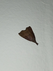 Hypena rostralis