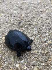 Kinosternon subrubrum subrubrum