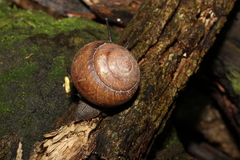 Sphaerospira fraseri