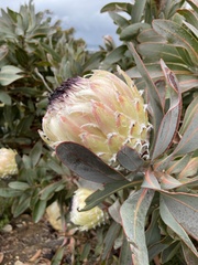 Protea magnifica