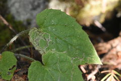 Arnica cordifolia