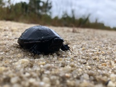 Kinosternon subrubrum subrubrum