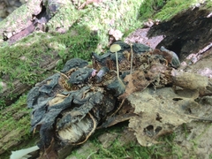 Strobilurus conigenoides