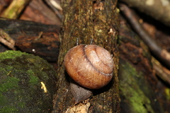 Sphaerospira fraseri