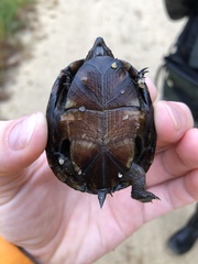 Kinosternon subrubrum subrubrum