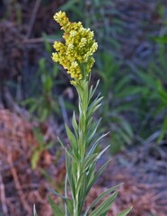Solidago chilensis