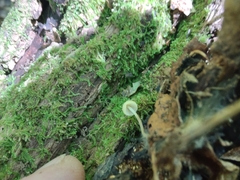 Strobilurus conigenoides