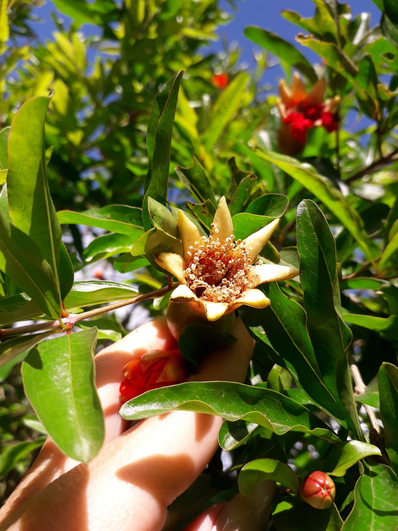 Punica granatum
