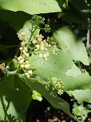 Parthenium fruticosum