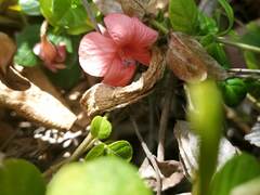 Barleria repens