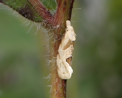 Aethes angustana