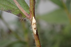 Aethes angustana