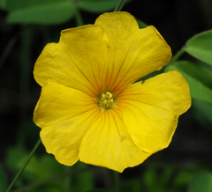 Oxalis frutescens
