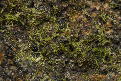 Lophocolea bidentata