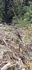 Falco novaeseelandiae