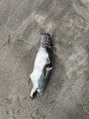 Eudyptula minor albosignata