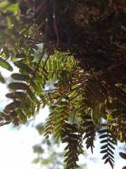 Pleopeltis minima