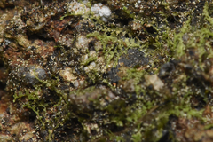 Lophocolea bidentata